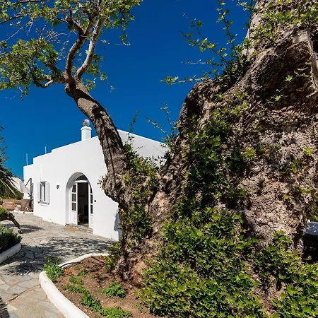 Plane Tree In Parikia Parikia (Paros)